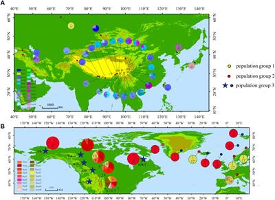 Molecular Phylogeography and Ecological Niche Modeling of Sibbaldia procumbens s.l. (Rosaceae)